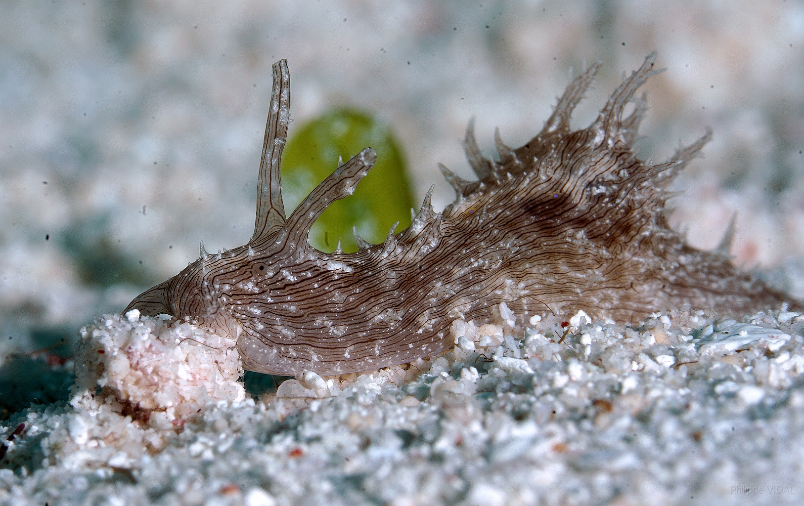 Banda Sea 2018 - DSC06525_rc - Lined sea hare - Stylocheilus striatus.jpg